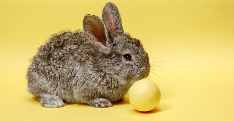 Декоративные маленькие кролики: популярные виды с фото и названиями