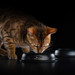 Сухой корм Pro Plan® для взрослых кошек с чувствительным пищеварением или с особыми предпочтениями в еде (с высоким содержанием ягненка) – интернет-магазин Ле’Муррр