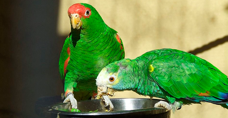 Витамины и минеральные подкормки для попугаев