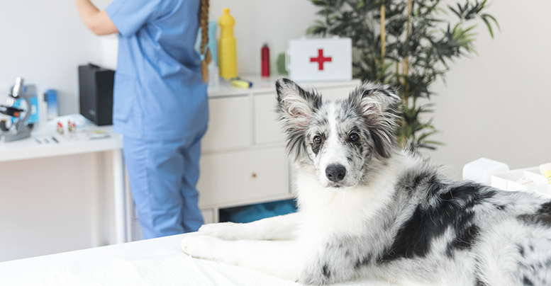 Какие прививки нужно делать собакам и в каком возрасте 