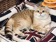 Пользовательская фотография №1 к отзыву на CLP Флаг Квадратная лежанка для собак и кошек, размер L, скотчгард