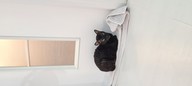 Пользовательская фотография №1 к отзыву на Влажный корм для кошек INABA CIAO TOROMI Куриное филе с тунцом кацуо и мальками ширасу в бульоне