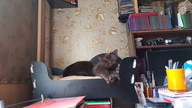 Пользовательская фотография №2 к отзыву на Royal Canin British Shorthair Adult Сухой корм для взрослых кошек породы Британская короткошерстная