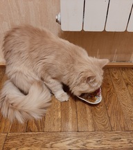Пользовательская фотография №3 к отзыву на Сухой корм Pro Plan® для взрослых кошек с чувствительным пищеварением или с особыми предпочтениями в еде (с высоким содержанием ягненка)