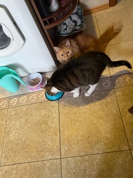 Пользовательская фотография №1 к отзыву на Влажный корм Pro Plan Nutri Savour для взрослых кошек, живущих дома, с лососем в соусе